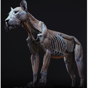 3D Lion Anatomy